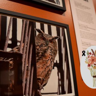 Museo de Nueva York rinde homenaje al búho que fue estrella del Central Park