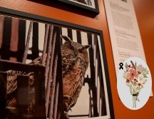 Lo que inspiró a crear esta exposición fueron las cartas de despedida que los neoyorquinos dejaron a los pies del roble favorito de Flaco. EFE: A. Colmenares / ARCHIVO
