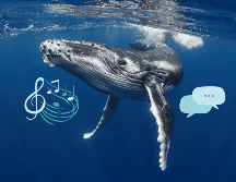 Las ballenas pueden emitir sonidos y comunicarse de una manera similar a los humanos. ESPECIAL