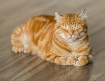 Hay un truco casero fácil de realizar que utiliza ingredientes comunes para resolver el mal olor de la orina de los perros y los gatos. Pixabay.