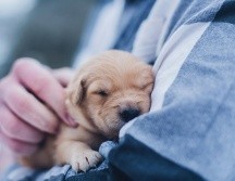 El jadeo es una respuesta común durante el parto debido a las contracciones y el esfuerzo físico. UNSPLASH / L. TORREY