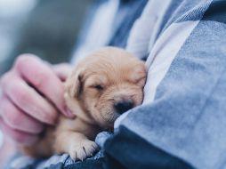 El jadeo es una respuesta común durante el parto debido a las contracciones y el esfuerzo físico. UNSPLASH / L. TORREY