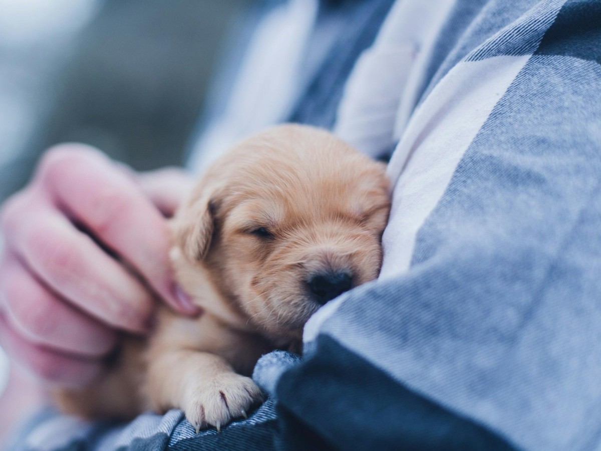 cómo saber si tu perra está teniendo complicaciones durante el parto