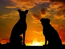 Adoptar un perro es una de las decisiones más importantes para cualquier amante de los animales, pero elegir la raza adecuada puede convertirse en un verdadero desafío. Pixabay