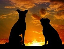 Adoptar un perro es una de las decisiones más importantes para cualquier amante de los animales, pero elegir la raza adecuada puede convertirse en un verdadero desafío. Pixabay