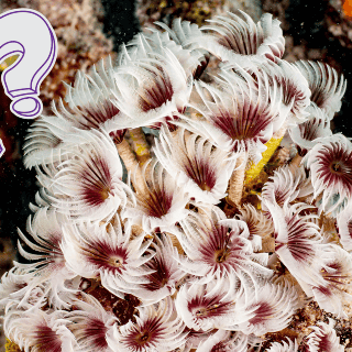 ¿El coral es una planta o un animal? Bióloga lo explica