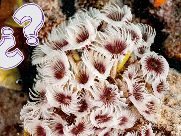 Los corales tienen características propias del Reino Animalia. EFE / ARCHIVO