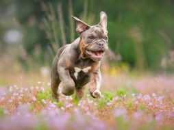 Bulldog inglés es afectuoso, pero testarudo y con dificultades para seguir órdenes de manera rápida. Pixabay.