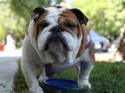 Bulldog inglés: Afectuoso, pero testarudo. USNPLASH/BP Miller