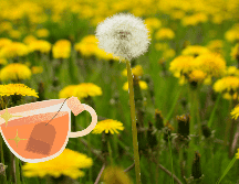 La ciencia ha confirmado muchas de las propiedades medicinales del diente de león que la tradición ya conocía. UNSPLASH / E. Hiett