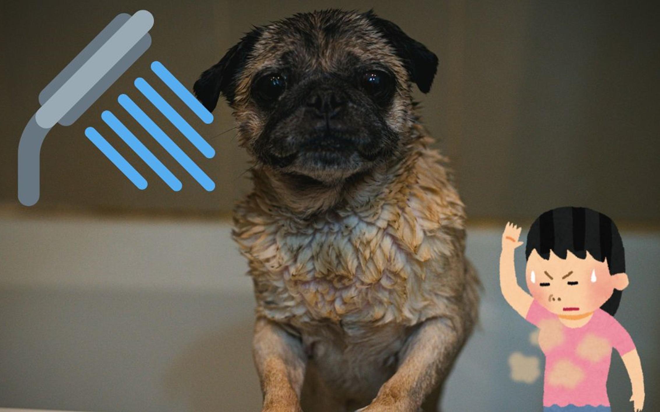 por qué mi perro apesta incluso después del baño