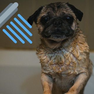 ¿Qué hacer si mi perro huele mal aunque lo bañe?