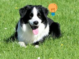 Cada una de estas razas se destaca por su habilidad para aprender y su capacidad para adaptarse a diversas situaciones.  UNSPLASH / A. LIGHTFOOT