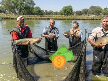 Con una reforma al artículo 27 de la Constitución, quedó estipulado que el Estado debe entregar un apoyo anual directo a pescadores de pequeña escala. ESPECIAL / PROGRAMAS DEL BIENESTAR