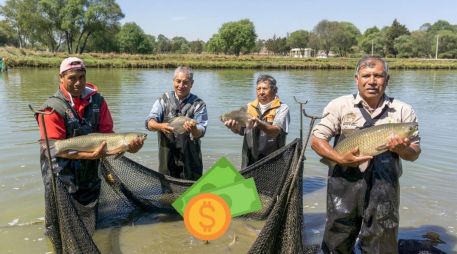 Con una reforma al artículo 27 de la Constitución, quedó estipulado que el Estado debe entregar un apoyo anual directo a pescadores de pequeña escala. ESPECIAL / PROGRAMAS DEL BIENESTAR