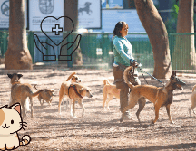 Cuida a tus mascotas con estos consejos. SUN / ARCHIVO