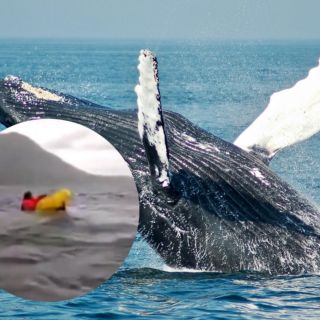 Joven kayakista es tragado por ballena y el momento se hace viral en redes (VIDEO)