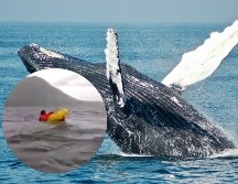 Aunque en un principio creyó que el enorme mamífero marino lo había devorado, lo cierto es que las ballenas jorobadas no pueden ingerir presas grandes debido a su pequeño esófago. UNSPLASH/Todd Cravens X/@porquetendencia