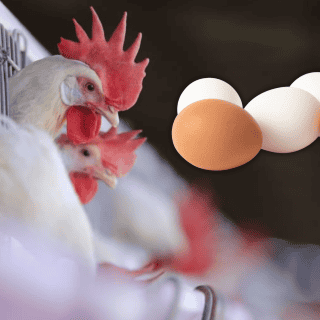 Precio del kilo de huevo podría subir pronto; te decimos por qué