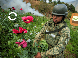 Realizan operativo de destrucción de cultivos de amapola en el municipio San Miguel Totolapan, Guerrero. EFE / D. Guzmán