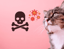 Los dueños tomaron la decisión de sacrificarlos debido a la gravedad de la enfermedad. CANVA/ ESPECIAL