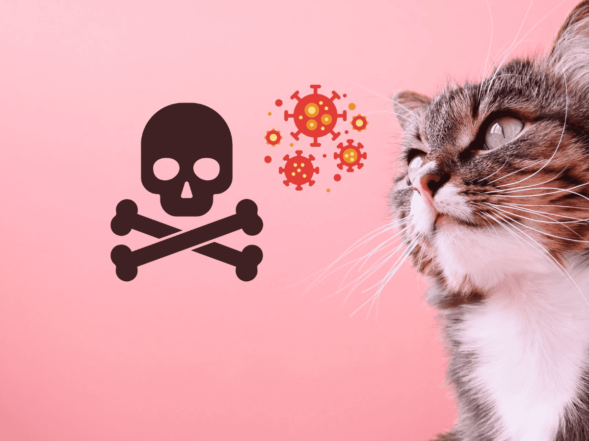 Gatos en Oregon son sacrificados tras contraer gripe aviar | El Informador