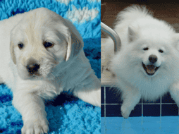 La simetría, la expresión facial y el pelaje son algunas de las características por las que una raza de perro puede considerarse fea o bonita. ESPECIAL/Imagen de liacarmona en Pixabay/Imagen de JackieLou DL en Pixabay