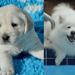 Esta es la raza de perro más bonita, según la Inteligencia Artificial