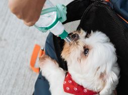 Si bien un aumento en la ingesta de agua puede ser normal en ciertas circunstancias, también puede ser una señal de problemas de salud. Unsplash