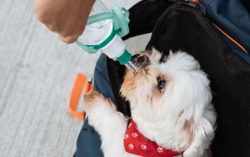 por qué los perros diabéticos beben tanta agua