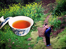 El té oolong, también llamado té azul, es una infusión de origen chino menos popular que el té verde o negro, pero con un perfil único y beneficios destacables para la salud. AP / ARCHIVO