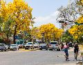 Conocido como guayacán o primavera, el Handroanthus chrysanthus o Tabebuia chrysantha es un árbol espectacular. EL INFORMADOR / ARCHIVO