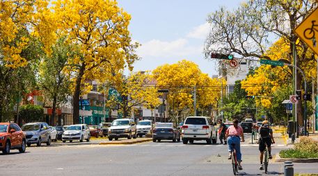 Conocido como guayacán o primavera, el Handroanthus chrysanthus o Tabebuia chrysantha es un árbol espectacular. EL INFORMADOR / ARCHIVO