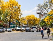 Conocido como guayacán o primavera, el Handroanthus chrysanthus o Tabebuia chrysantha es un árbol que puede superar los 35 metros de altura. EL INFORMADOR / ARCHIVO