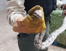 Los oficiales realizaban un recorrido de vigilancia en el cruce de las calles General Pedro María Anaya y Basilio Badillo, en donde vieron a la serpiente. CORTESÍA / Policía de Guadalajara