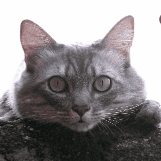 ¿Cuál debe ser la temperatura corporal adecuada de un gatito?