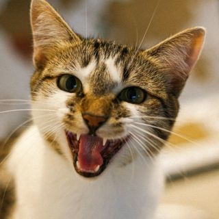 La IA desarrolla una aplicación que traduce los maullidos de gato