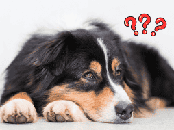 El perro es considerado 'el mejor amigo del hombre', pero muchos pueden parecer más peligrosos que otros. ESPECIAL