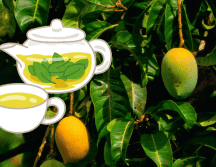 Originario de Asia, el mango llegó a México durante la Conquista y, gracias a su exquisito sabor, se convirtió en una de las frutas preferidas por muchos mexicanos. UNSPLASH/ R. Biswal