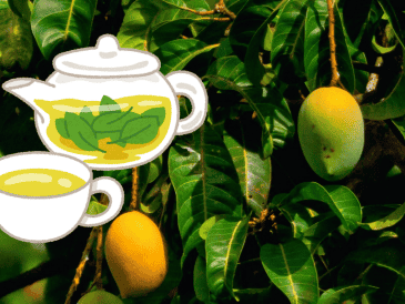 Originario de Asia, el mango llegó a México durante la Conquista y, gracias a su exquisito sabor, se convirtió en una de las frutas preferidas por muchos mexicanos. UNSPLASH/ R. Biswal