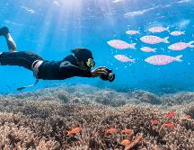 Los investigadores piensan que muchas especies de peces y otros seres vivos pueden identificar a las personas. ESPECIAL