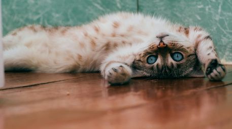 Siempre es importante concientizar sobre estas mascotas. UNSPLASH / D. SHATOVA