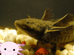 Los ajolotes se encuentran en peligro de extinción. EFE / ARCHIVO