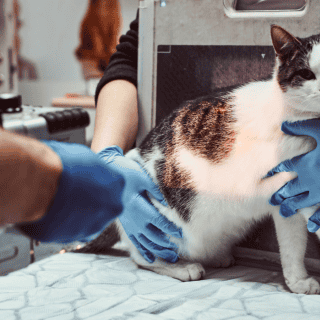 ¡Insólito! Vecino maltrata a gatita que cayó en su patio