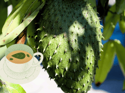 La guanábana, también conocida como graviola, es una fruta tropical de la familia de las Annonáceas. UNSPLASH/ A. Iramu