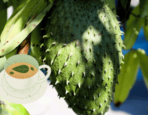 La guanábana, también conocida como graviola, es una fruta tropical de la familia de las Annonáceas. UNSPLASH/ A. Iramu