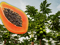 Los compuestos bioactivos de la cáscara de papaya permiten utilizarla como antioxidante y prebiótico. AFP / ARCHIVO