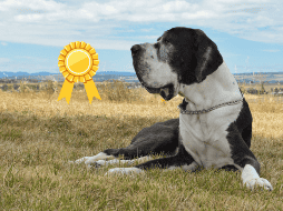 Estas razas de perros son las mejores calificadas para cuidar de nuestros hogares. CANVA/ ESPECIAL