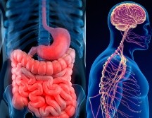 La investigación de la progresión del cáncer se había centrado en el papel de las células inmunes o de los vasos sanguíneos del entorno del tumor, sin prestar demasiada atención a las conexiones nerviosas. ESPECIAL / CANVA