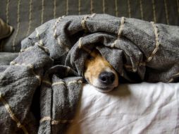 Los perros deben descansar en un lugar tranquilo, con una cama cómoda y lejos de corrientes de aire. Pixabay.
